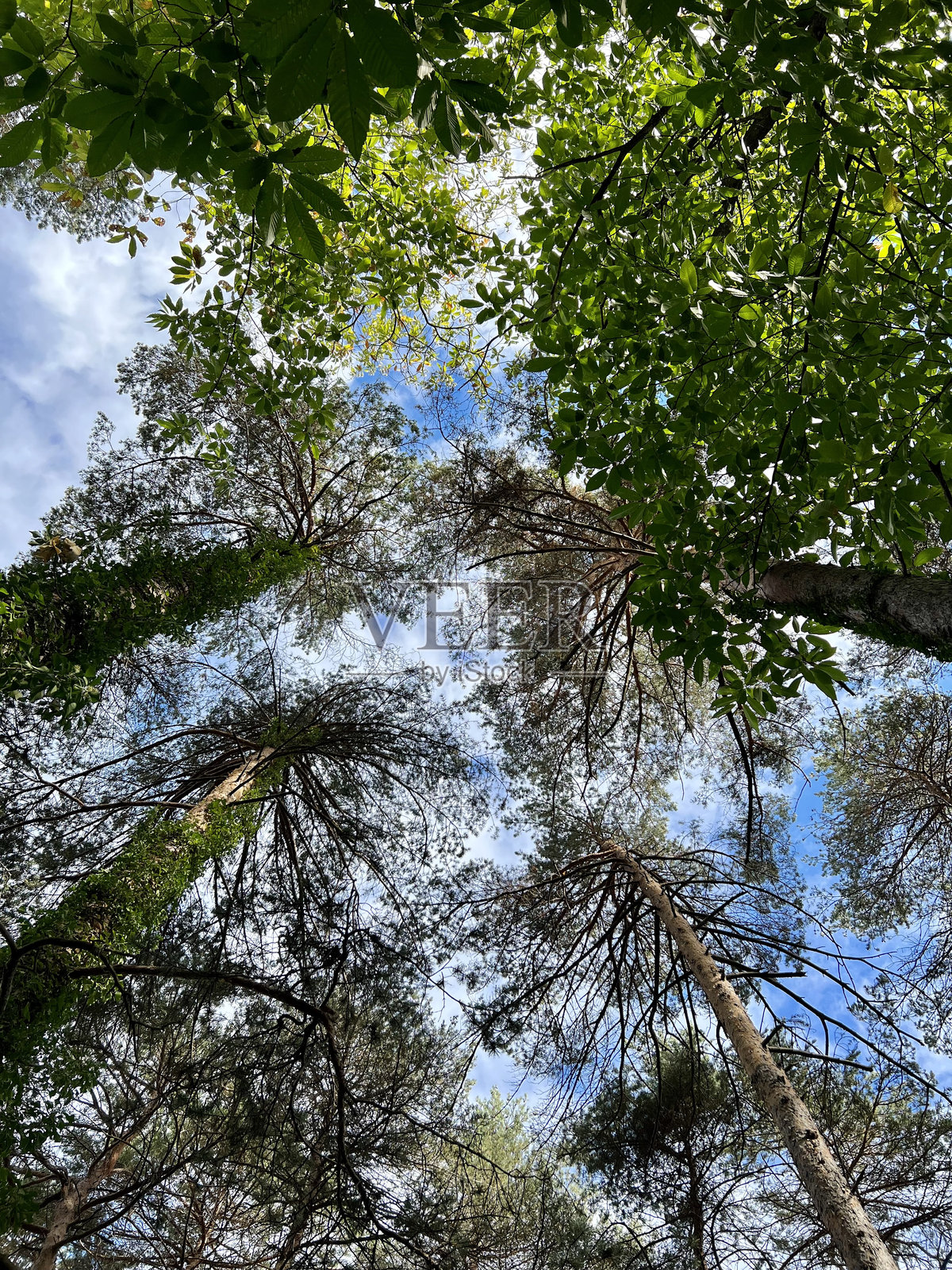 向上看高大的松树和绿色的树叶，背景是清澈的蓝天和森林照片摄影图片