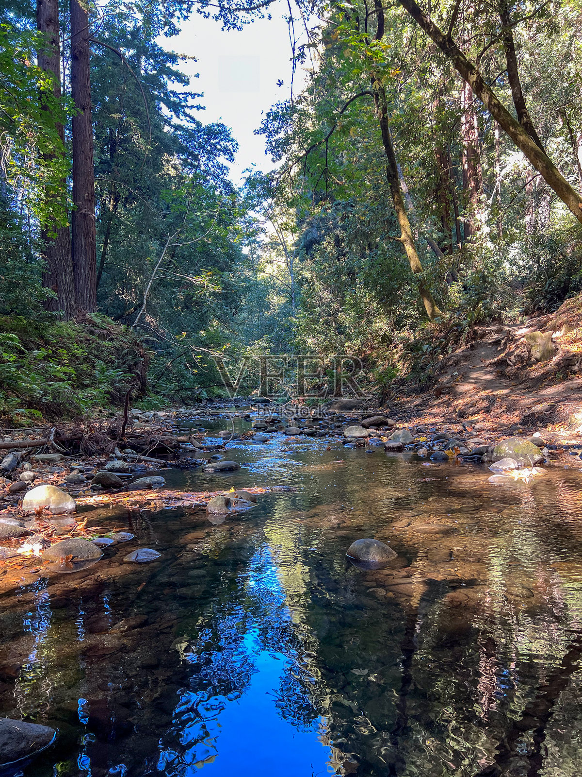 宁静的森林溪流在宁静的林地环境中倒映出美丽的景色照片摄影图片