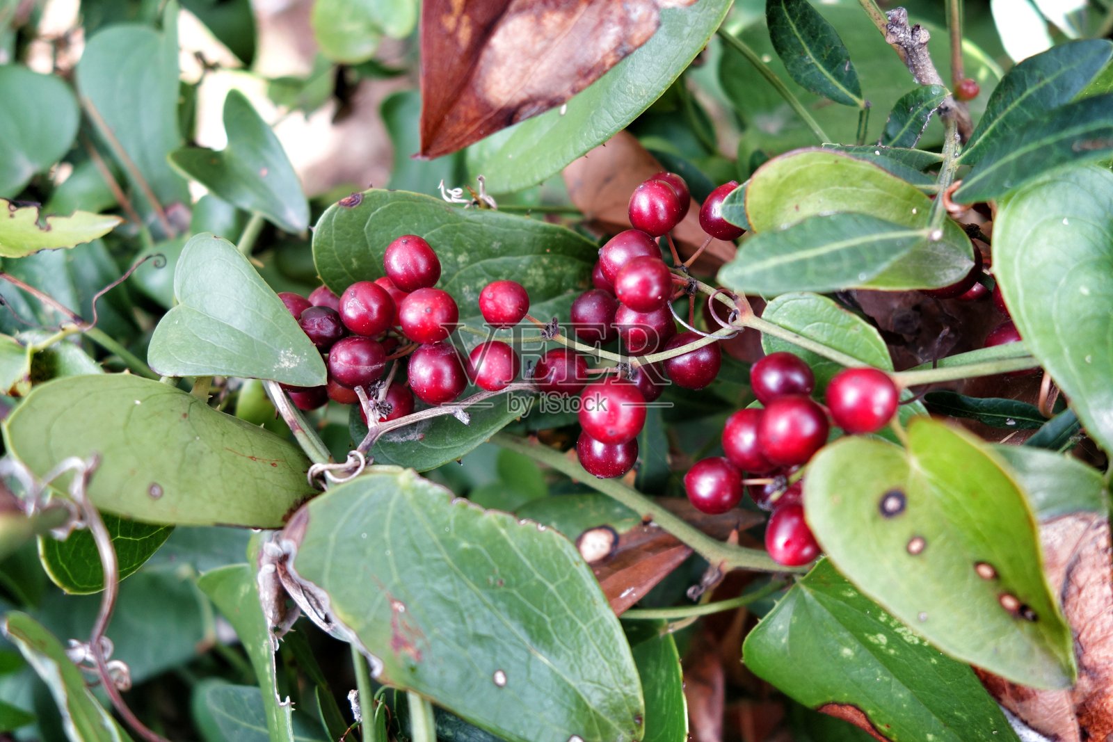 植物上生长的红色浆果特写照片摄影图片