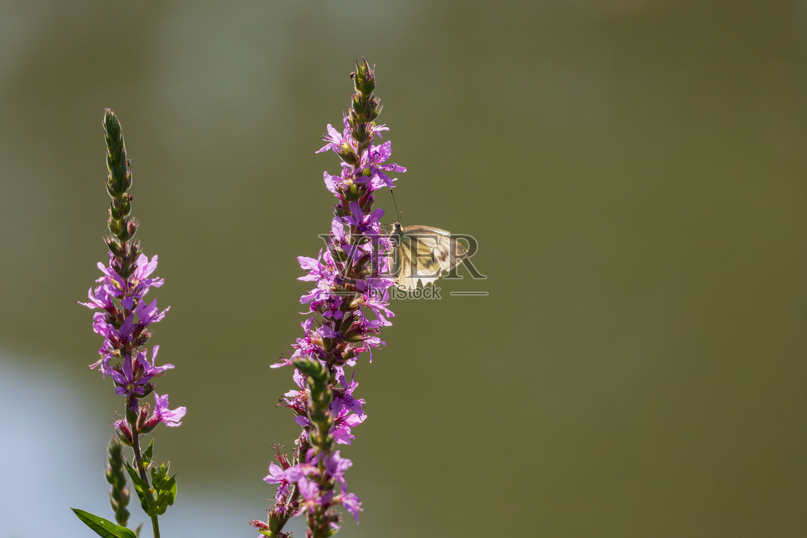 美丽的花朵在草地上盛开照片摄影图片