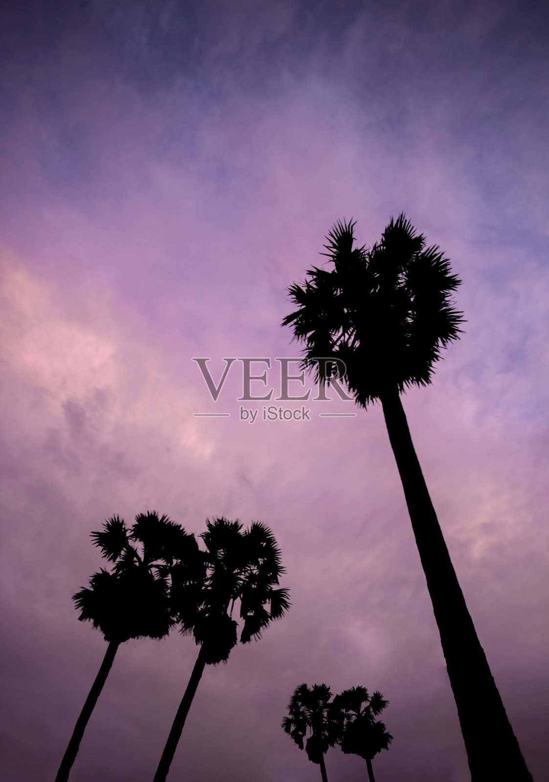 夕阳天空中热带棕榈树的剪影留白，背景为模糊的光斑，抽象风格。夏季假期和自然旅行冒险的概念。照片摄影图片