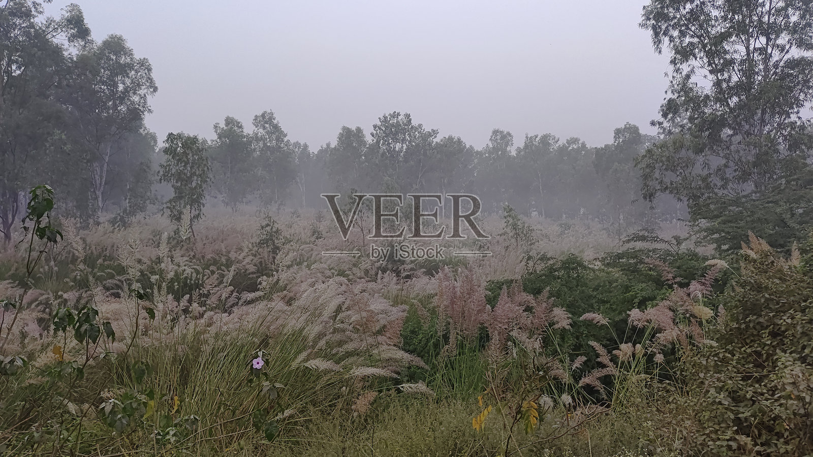 雾气弥漫的清晨草地照片摄影图片