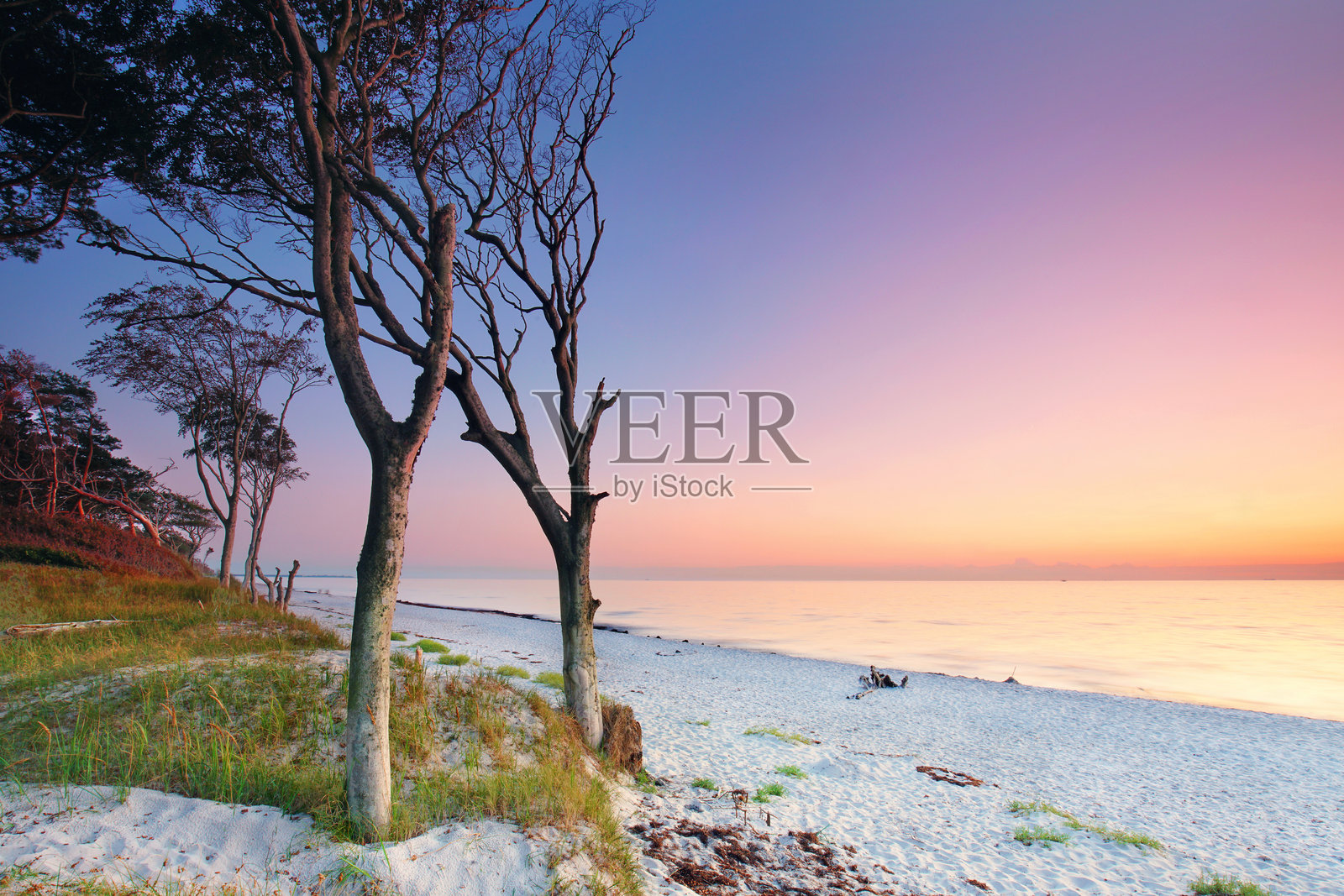 浪漫的海滩日落，树木被风塑造的形状照片摄影图片