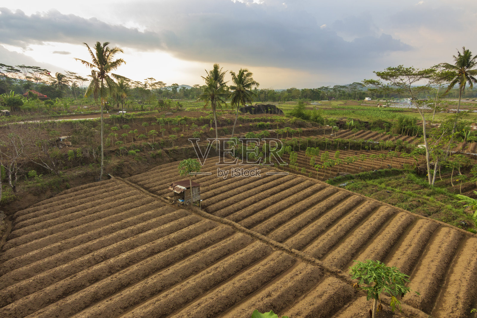 稻田的傍晚景色照片摄影图片
