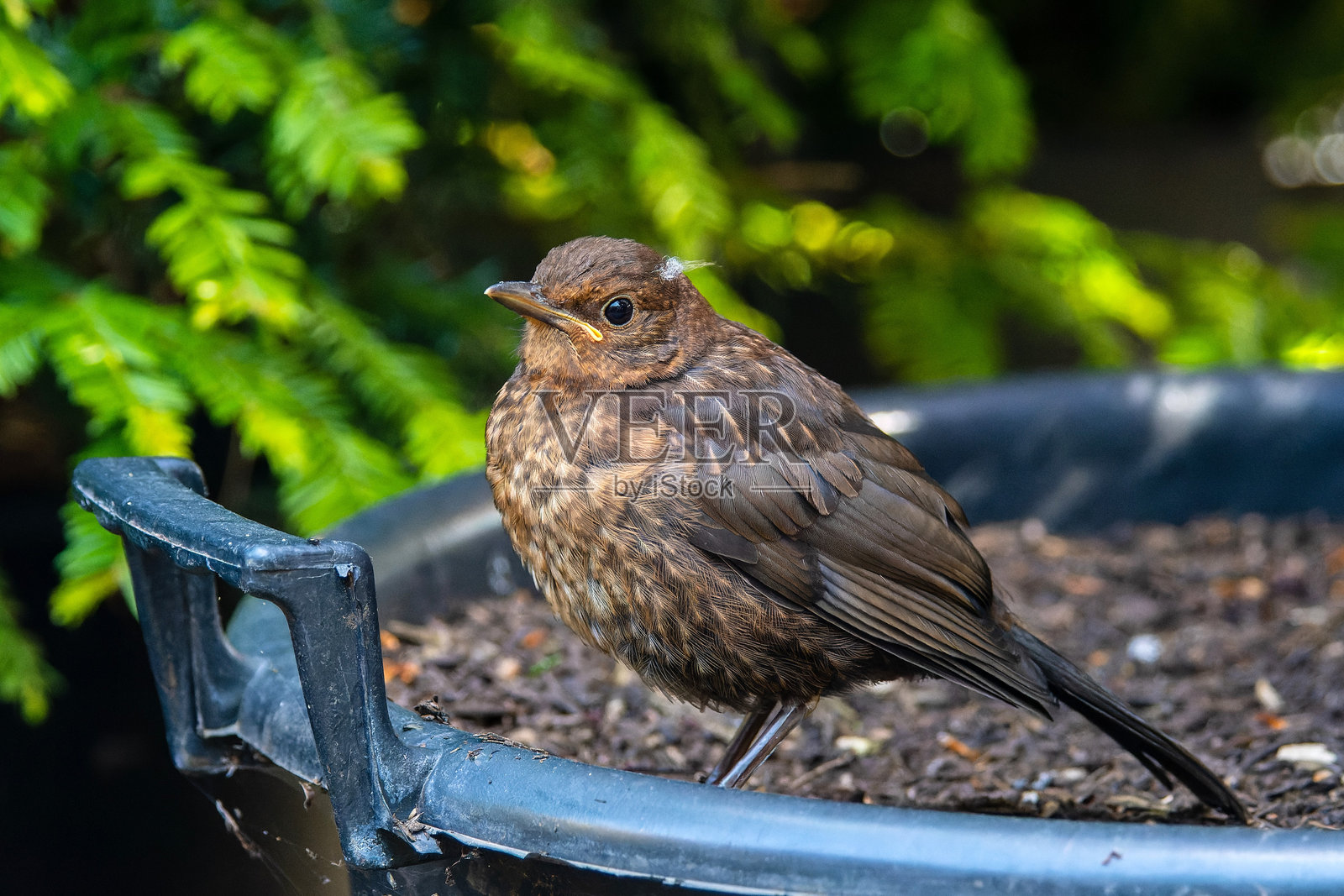幼年黑鸫（Turdus merula）。照片摄影图片