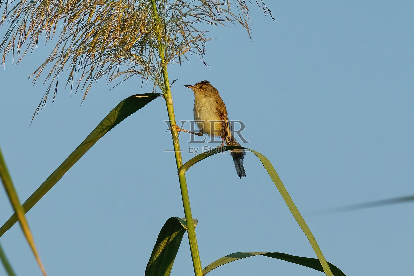 普通鹪鹩照片摄影图片