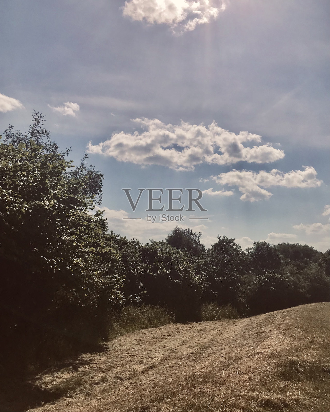 一片辽阔的明亮蓝天，点缀着蓬松的白云，悬在茂密的绿色森林树冠上，边缘是生机勃勃的树木。照片摄影图片