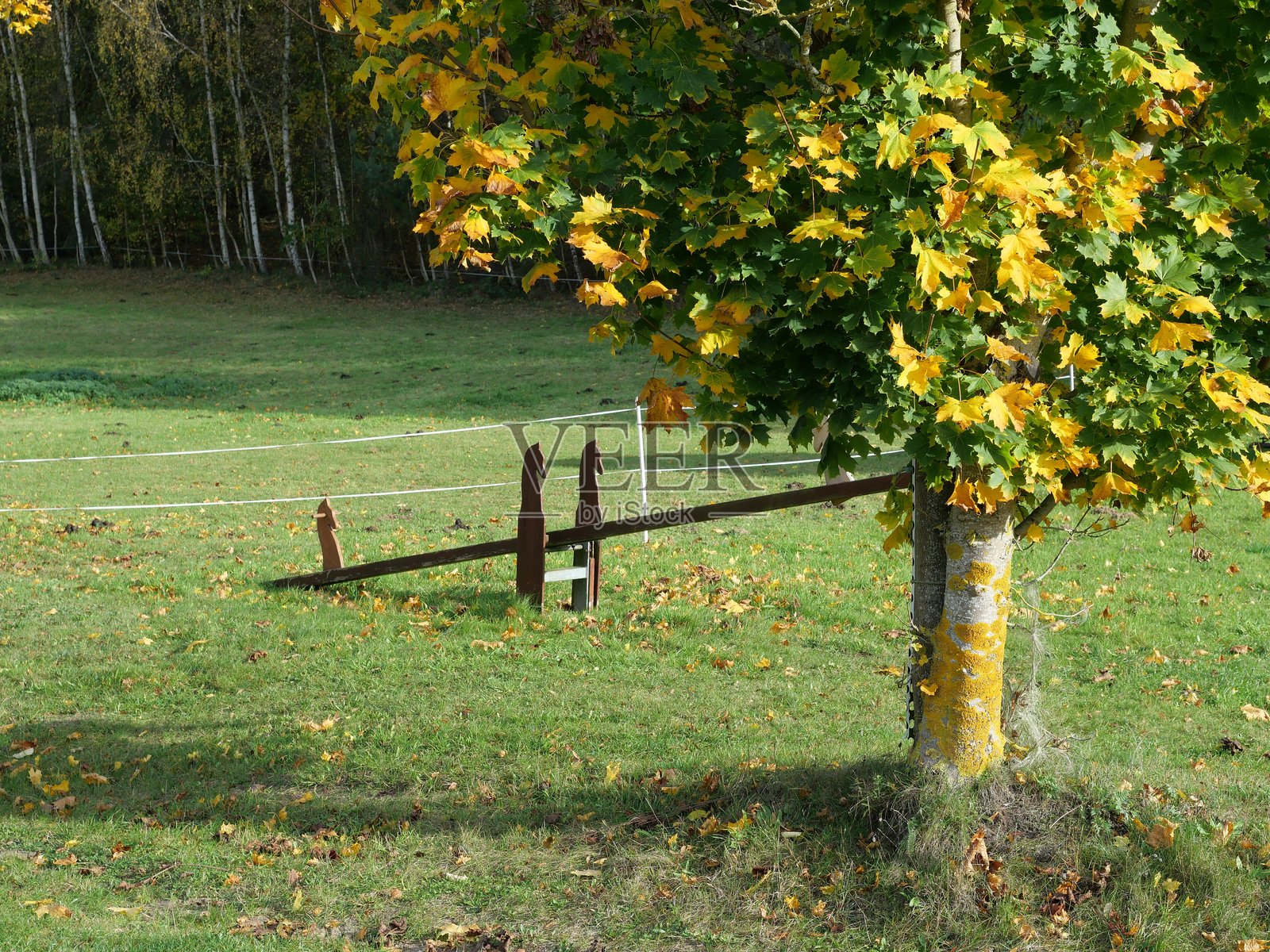 装饰有马头的木制跷跷板照片摄影图片