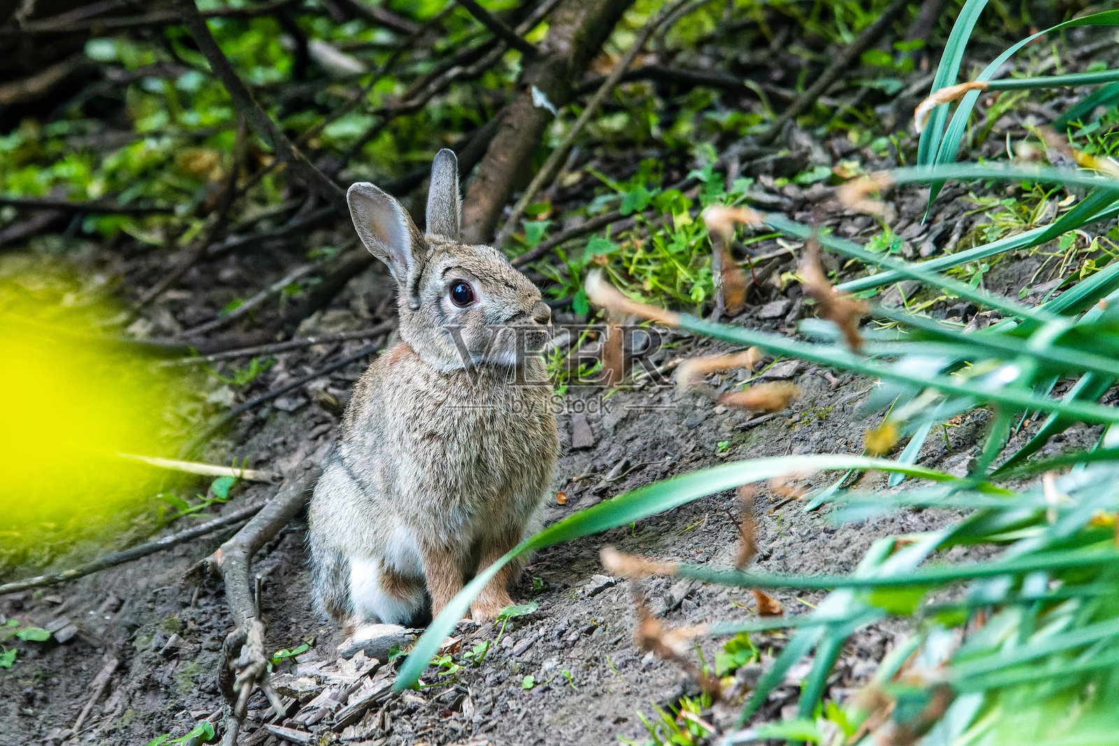 欧洲兔（Oryctolagus cuniculus）照片摄影图片