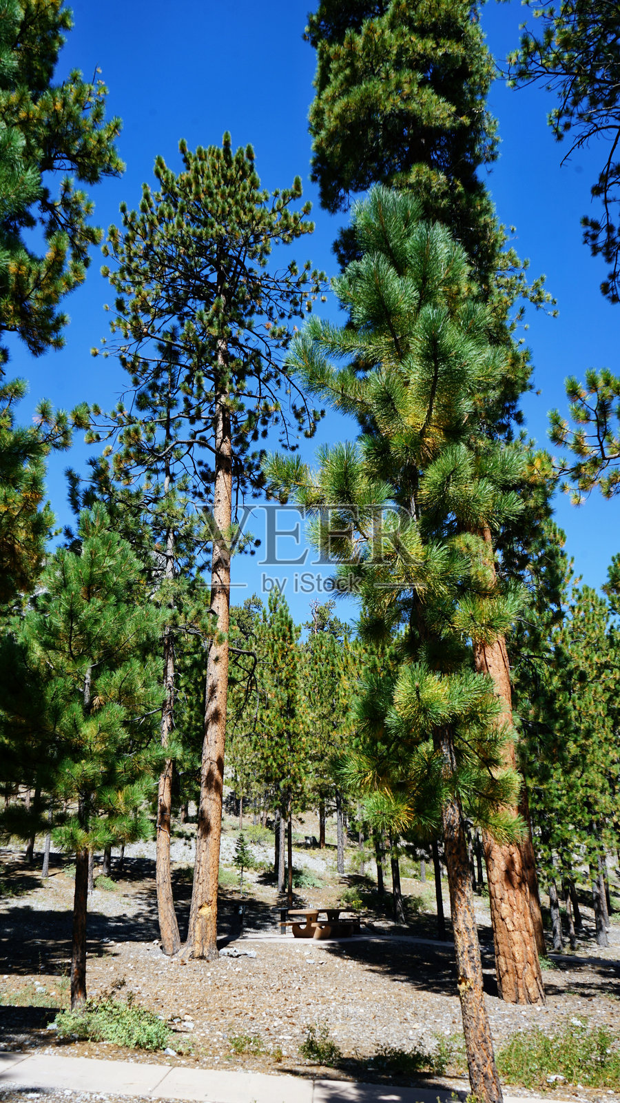 查尔斯顿山夏季住宅区照片摄影图片