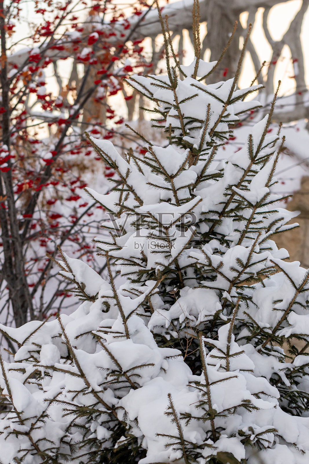 冬季自然背景，雪覆盖的松树枝，浅景深特写。自然之美。冬季自然壁纸，海报。照片摄影图片