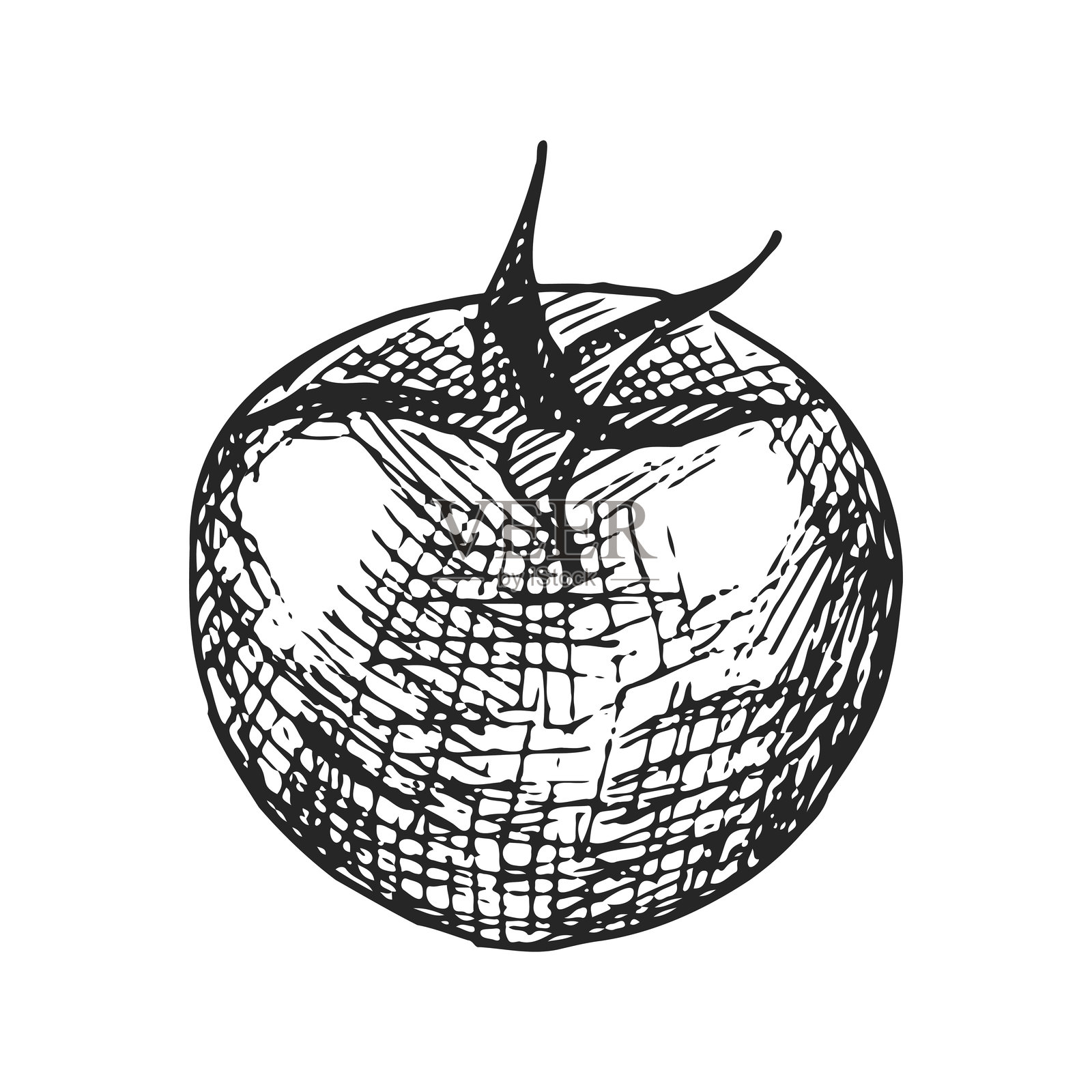白色背景上的手绘墨水番茄插画图片素材