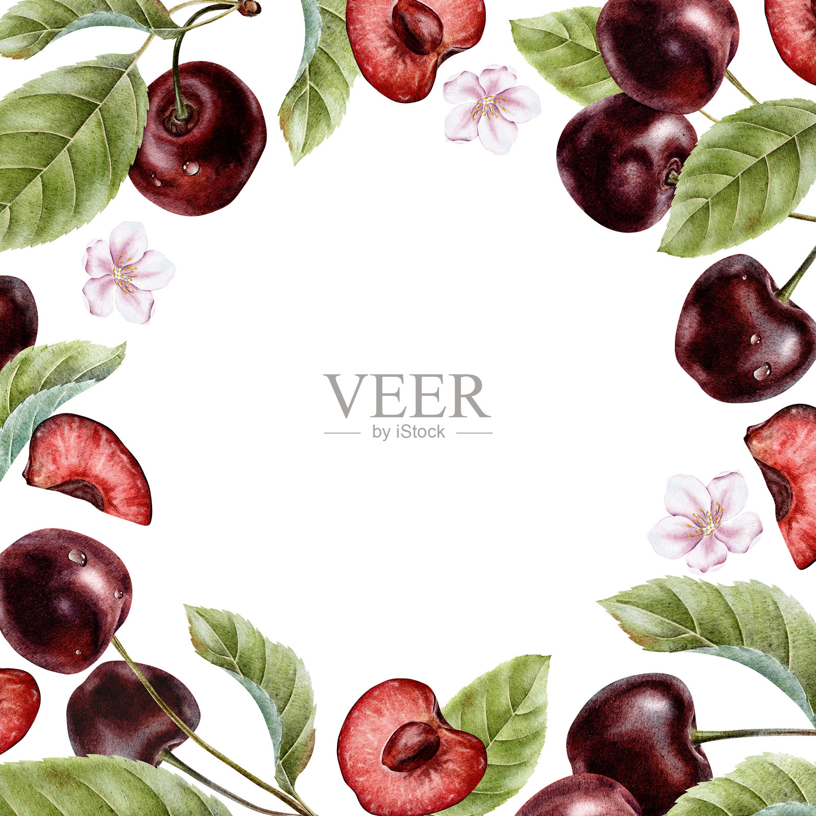 甜樱桃浆果、樱桃果片、花朵和叶子。手绘水彩方框，独立设计。适用于饮品、商品包装、化妆品、餐具、贺卡的布局。插画图片素材