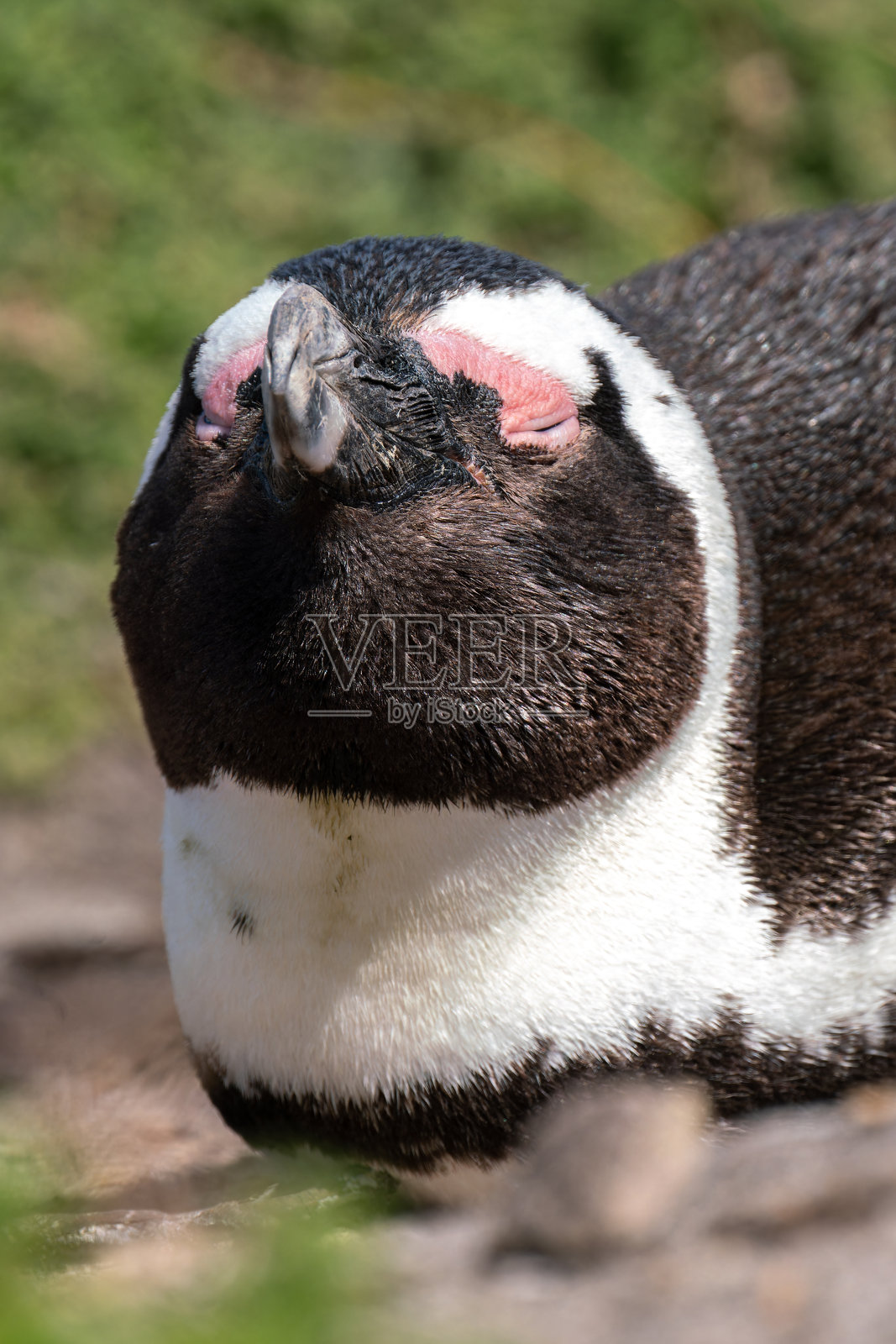 南非博尔德斯海滩的非洲企鹅群落照片摄影图片