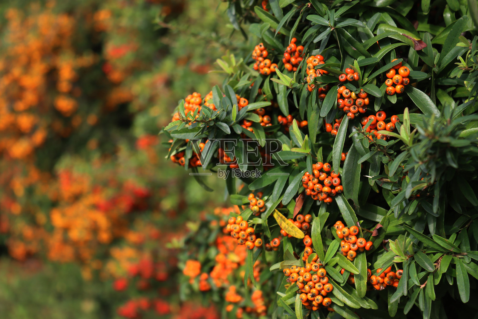常被称为福尔摩沙火棘的火棘（Pyracantha koidzumii）照片摄影图片