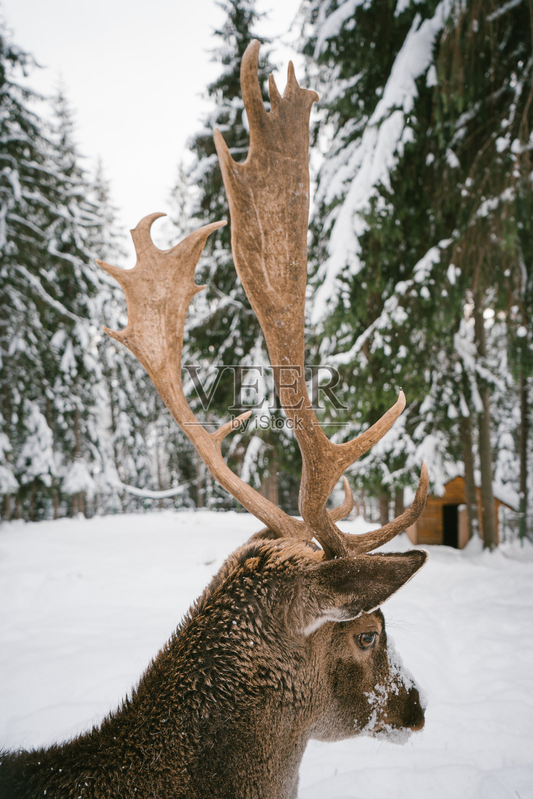 雄伟的鹿在雪白的冬季森林景观中，拥有巨大的鹿角照片摄影图片