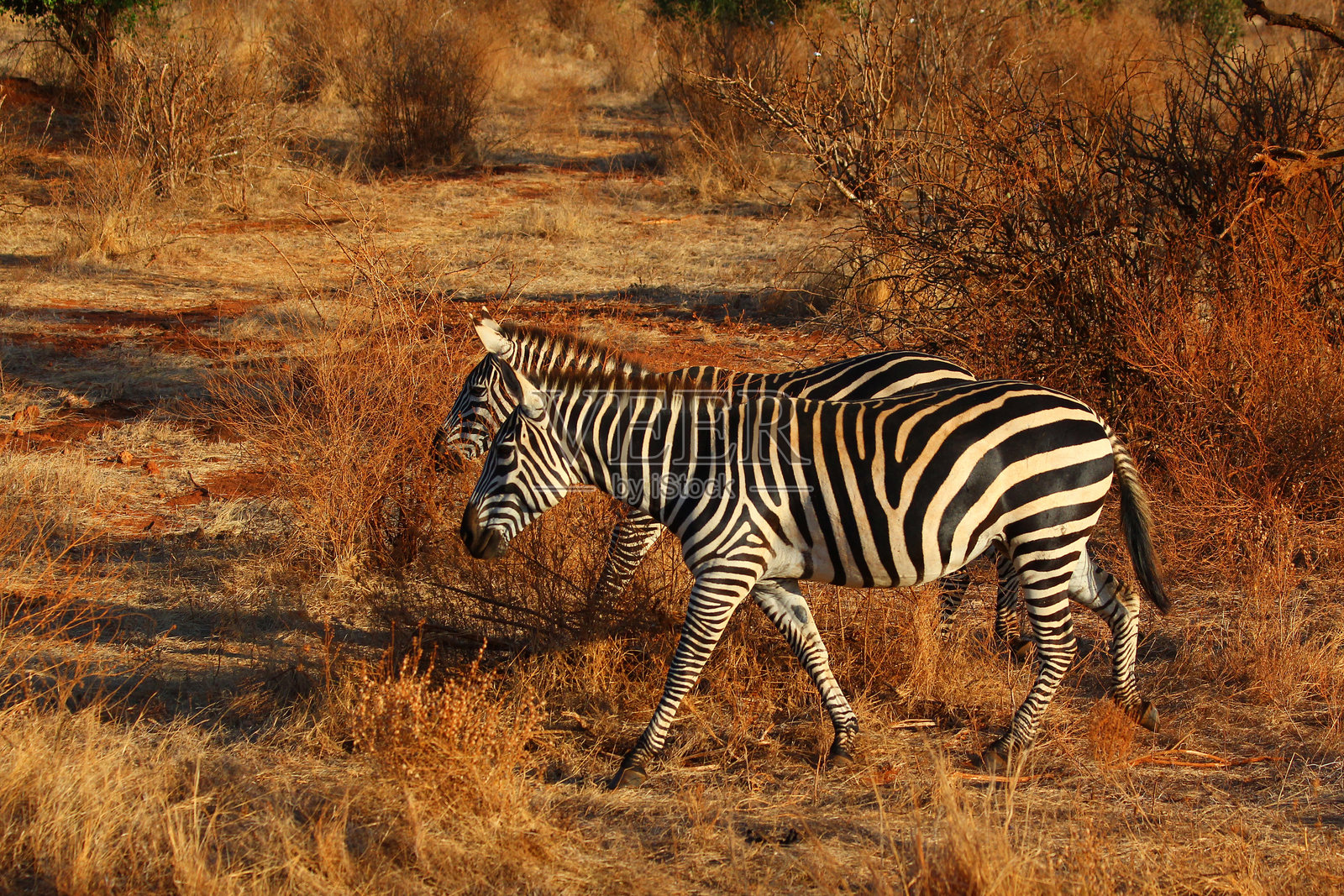 肯尼亚的塔萨沃东部、塔萨沃西部、安博塞利和马赛马拉国家公园的野生动物 safari照片摄影图片