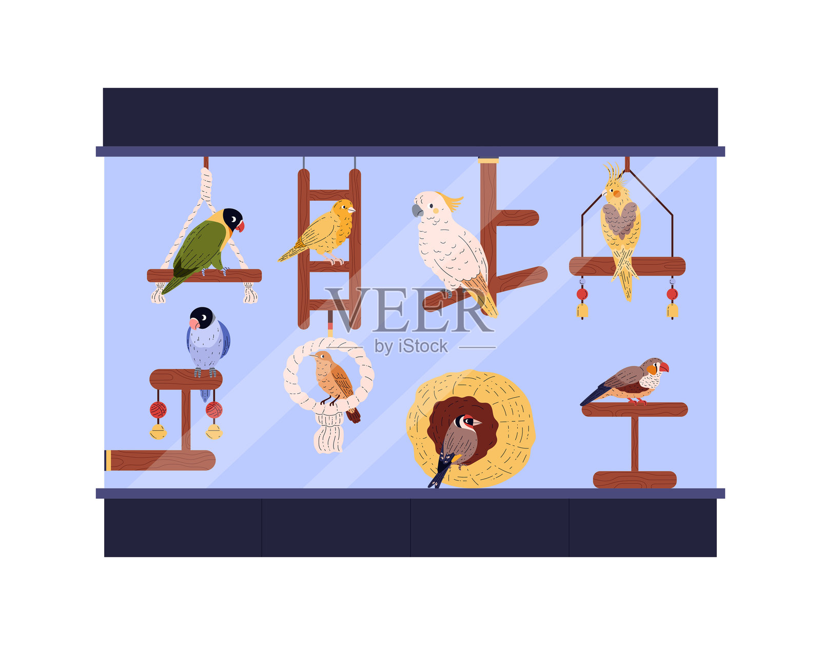 卡通美丽的家禽栖息在玻璃温室中的悬挂木秋千玩具上，矢量装饰异国宠物鹦鹉插画图片素材