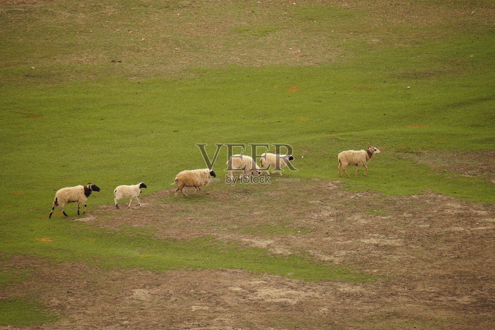 草原上的牛羊照片摄影图片