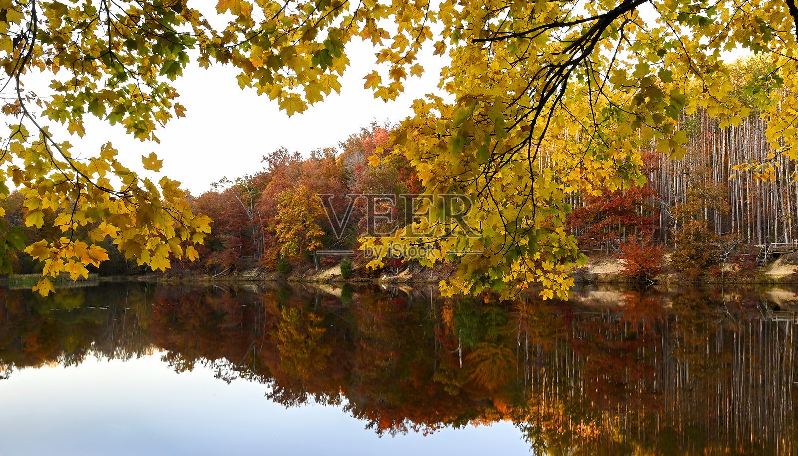 树叶下方照片摄影图片