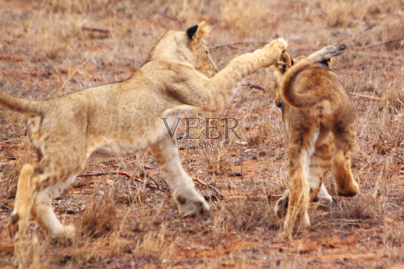 肯尼亚的塔萨沃东部、塔萨沃西部、安博塞利和马赛马拉国家公园的野生动物 safari照片摄影图片
