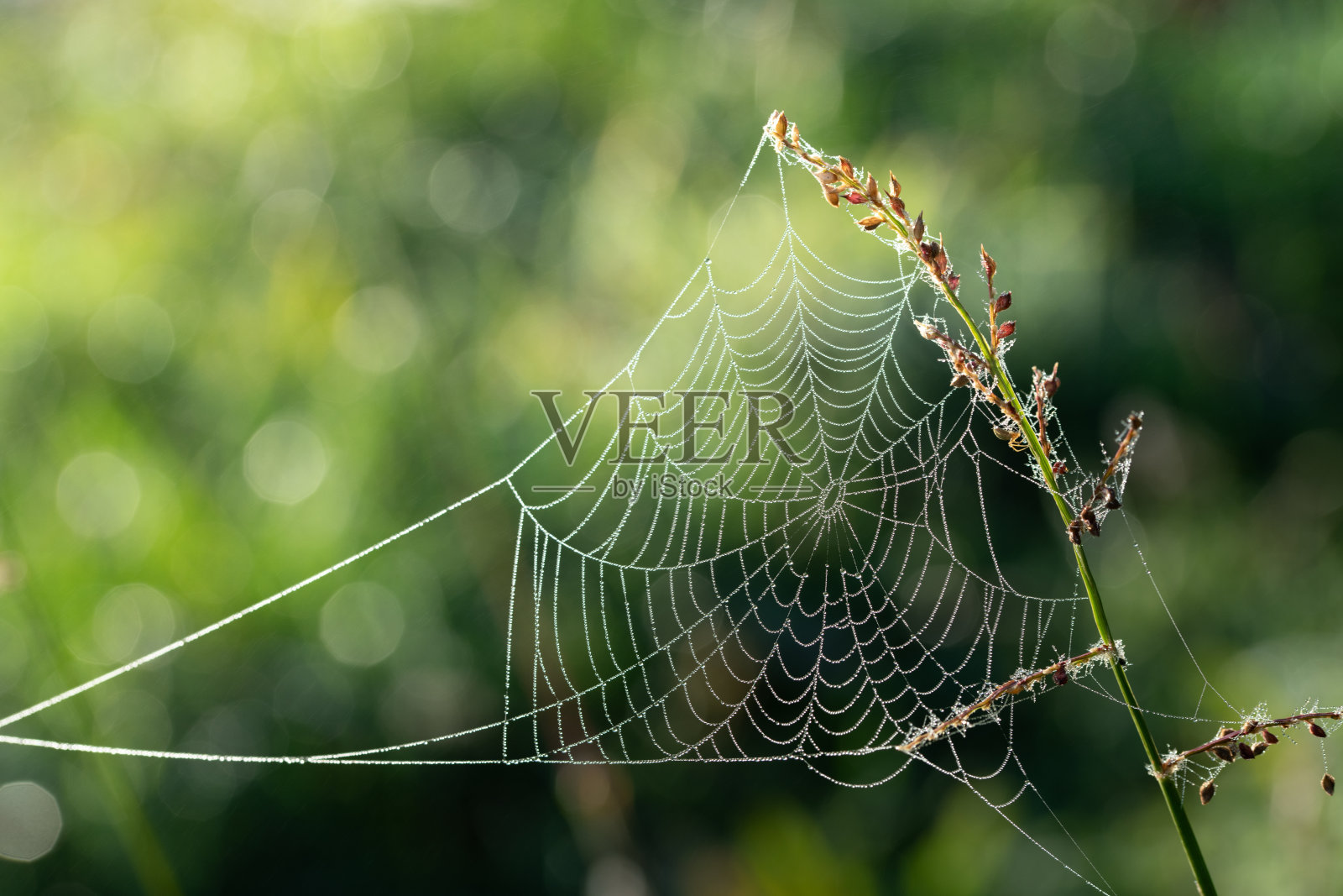秋天，一张蜘蛛网悬挂在干枯的树枝之间。露珠挂在网丝上。背景中，树叶反射着光线。细雨从空中轻轻落下。照片摄影图片
