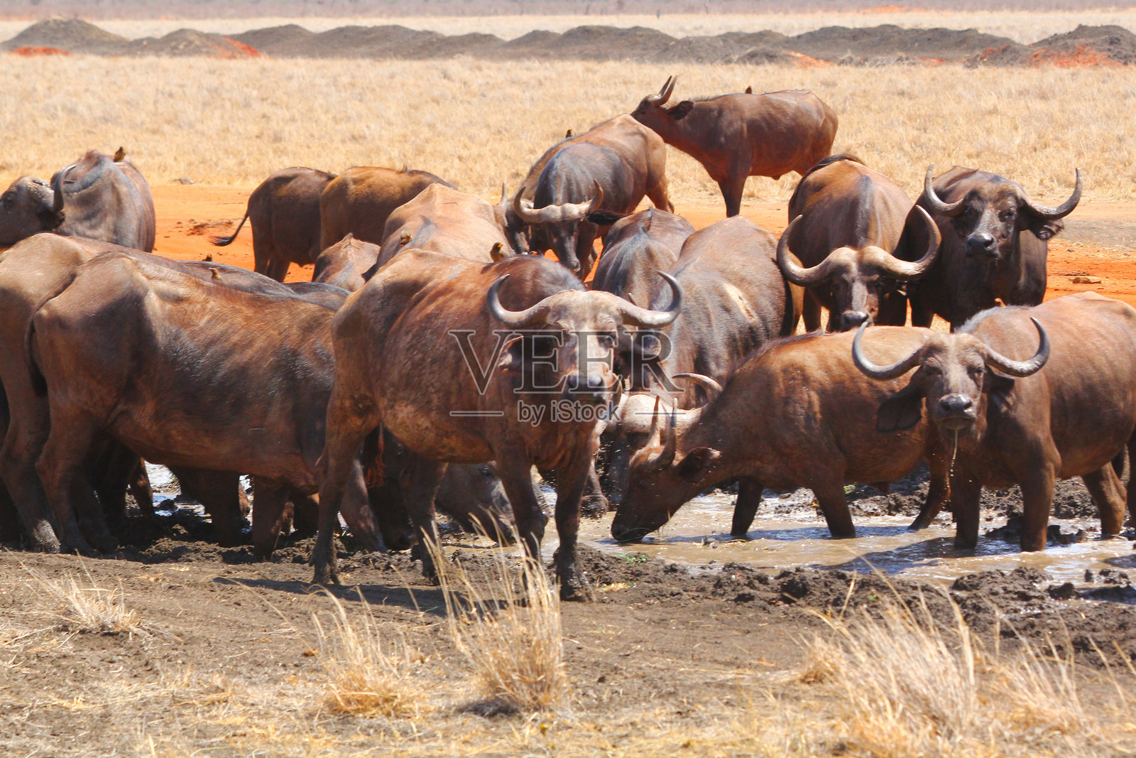 肯尼亚的塔萨沃东部、塔萨沃西部、安博塞利和马赛马拉国家公园的野生动物 safari照片摄影图片