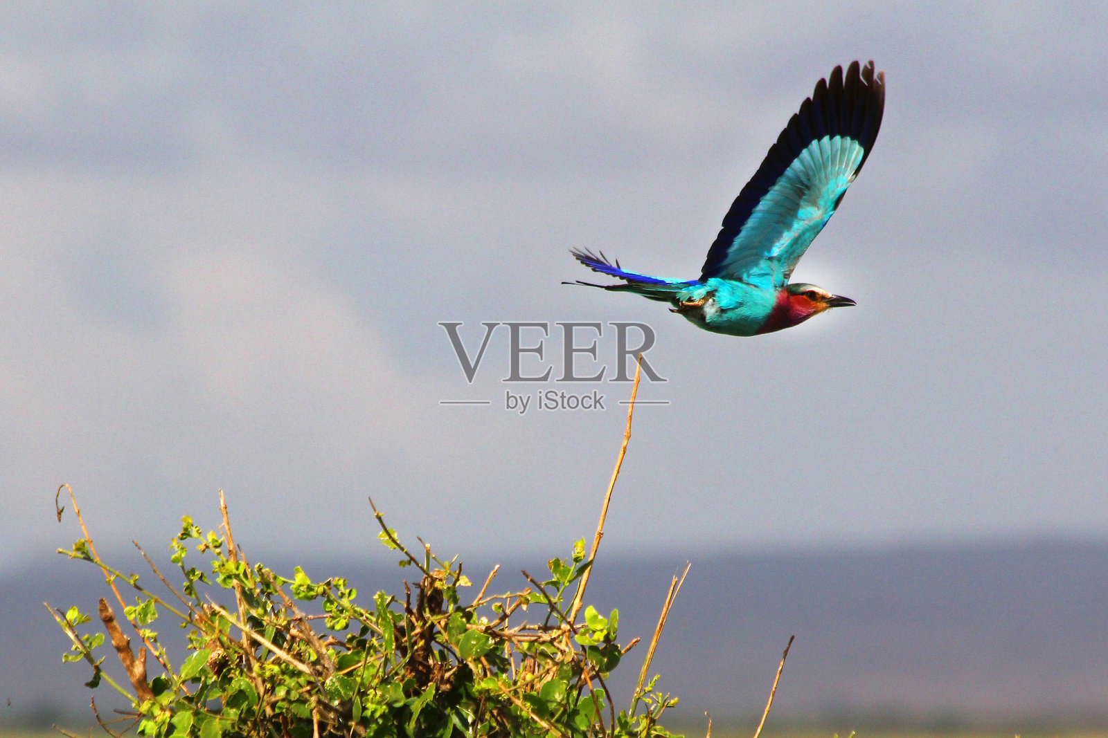 肯尼亚的塔萨沃东部、塔萨沃西部、安博塞利和马赛马拉国家公园的野生动物 safari照片摄影图片