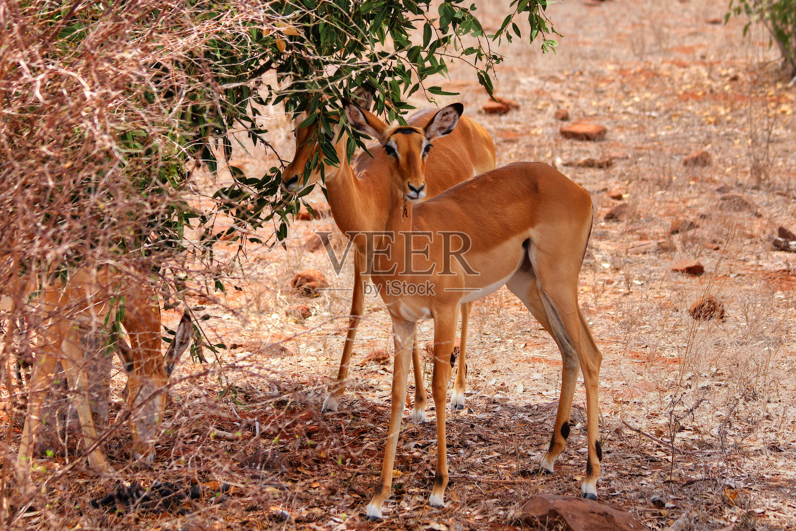 肯尼亚的塔萨沃东部、塔萨沃西部、安博塞利和马赛马拉国家公园的野生动物 safari照片摄影图片