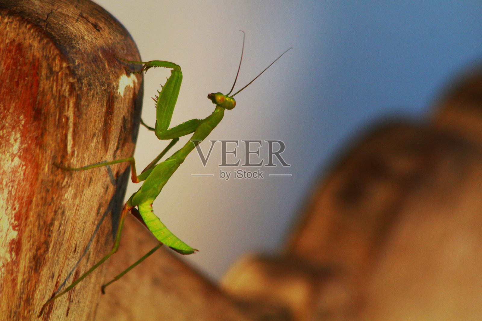 肯尼亚的塔萨沃东部、塔萨沃西部、安博塞利和马赛马拉国家公园的野生动物 safari照片摄影图片