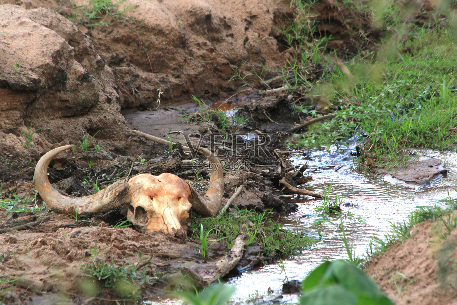 肯尼亚的塔萨沃东部、塔萨沃西部、安博塞利和马赛马拉国家公园的野生动物 safari照片摄影图片