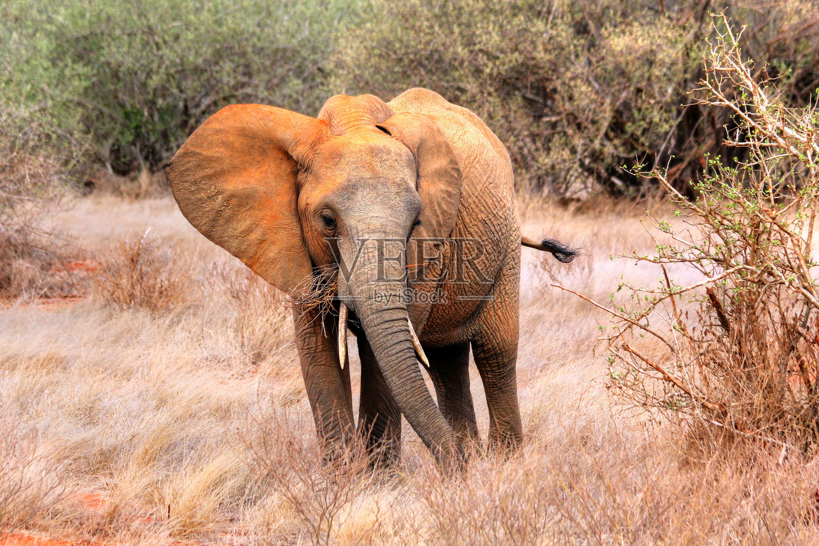 肯尼亚的塔萨沃东部、塔萨沃西部、安博塞利和马赛马拉国家公园的野生动物 safari照片摄影图片