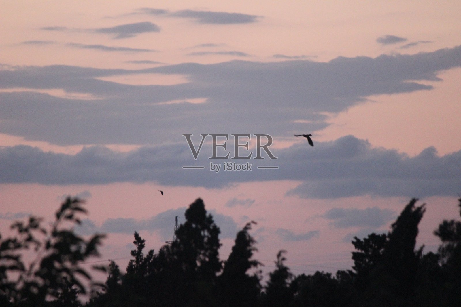 清晨飞翔的鸟儿照片摄影图片