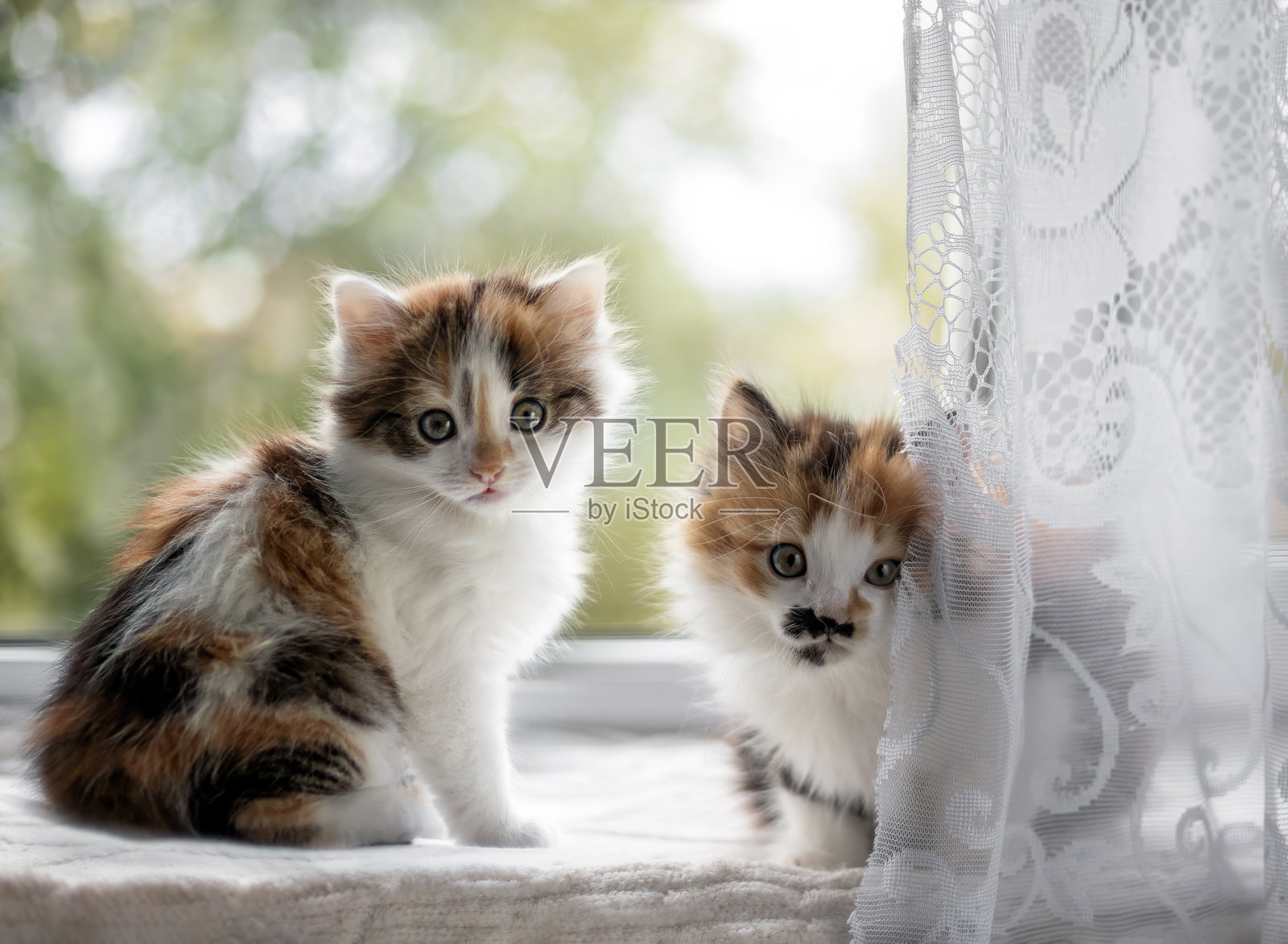 两只可爱顽皮的小猫坐在窗台上，透过薄纱窗帘探出头来。照片摄影图片