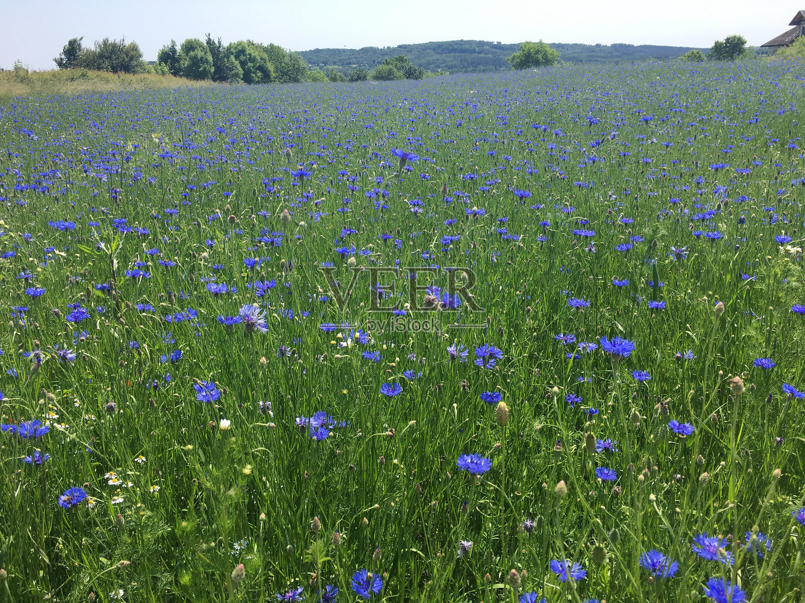 美丽的矢车菊田野照片摄影图片