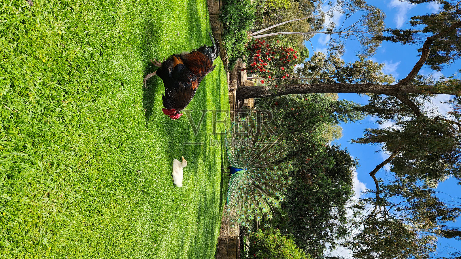 植物园照片摄影图片