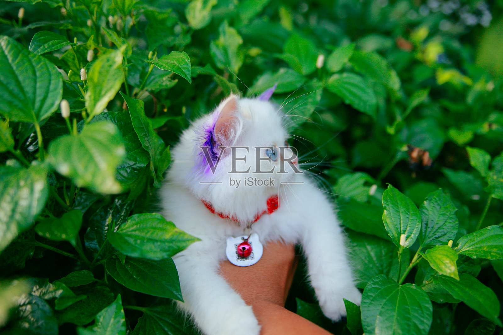 可爱的白色小猫照片摄影图片