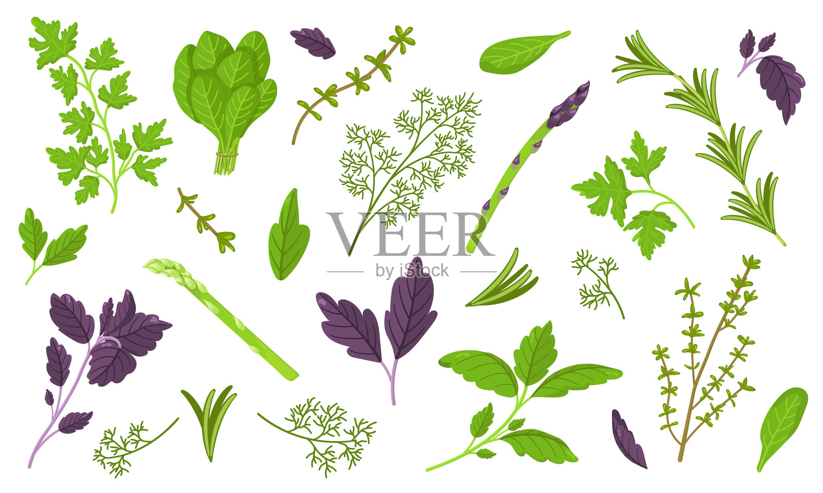 香草和香葱、菠菜和芦笋、香菜、百里香和迷迭香的矢量图集，背景为白色。适用于包装设计和烹饪产品的图片。新鲜绿叶蔬菜图像。插画图片素材