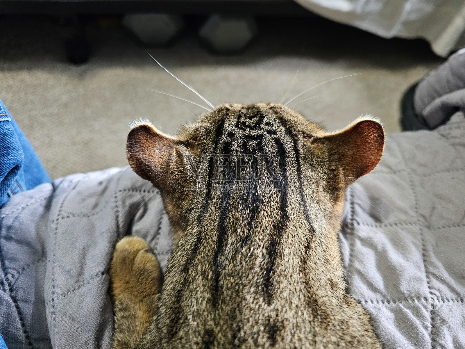 俯视卷耳猫的视角照片摄影图片