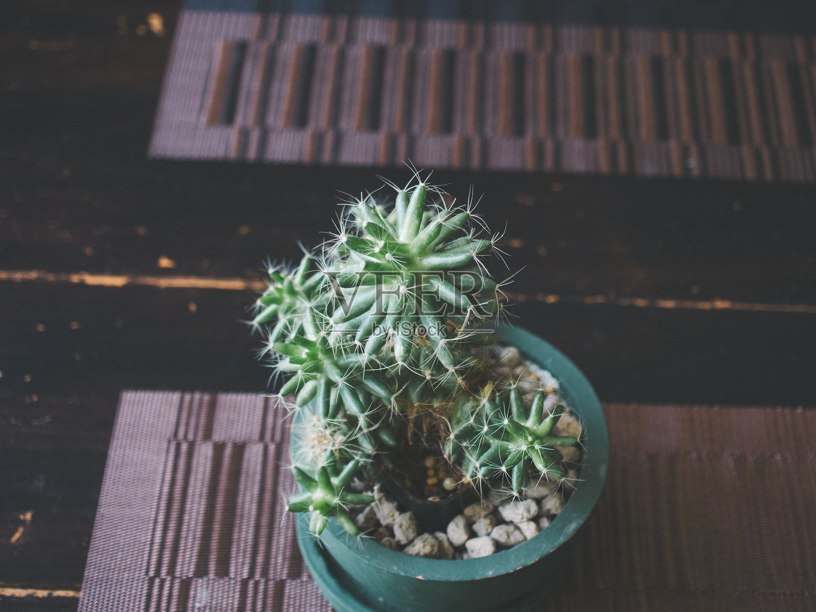 装饰用仙人掌照片摄影图片