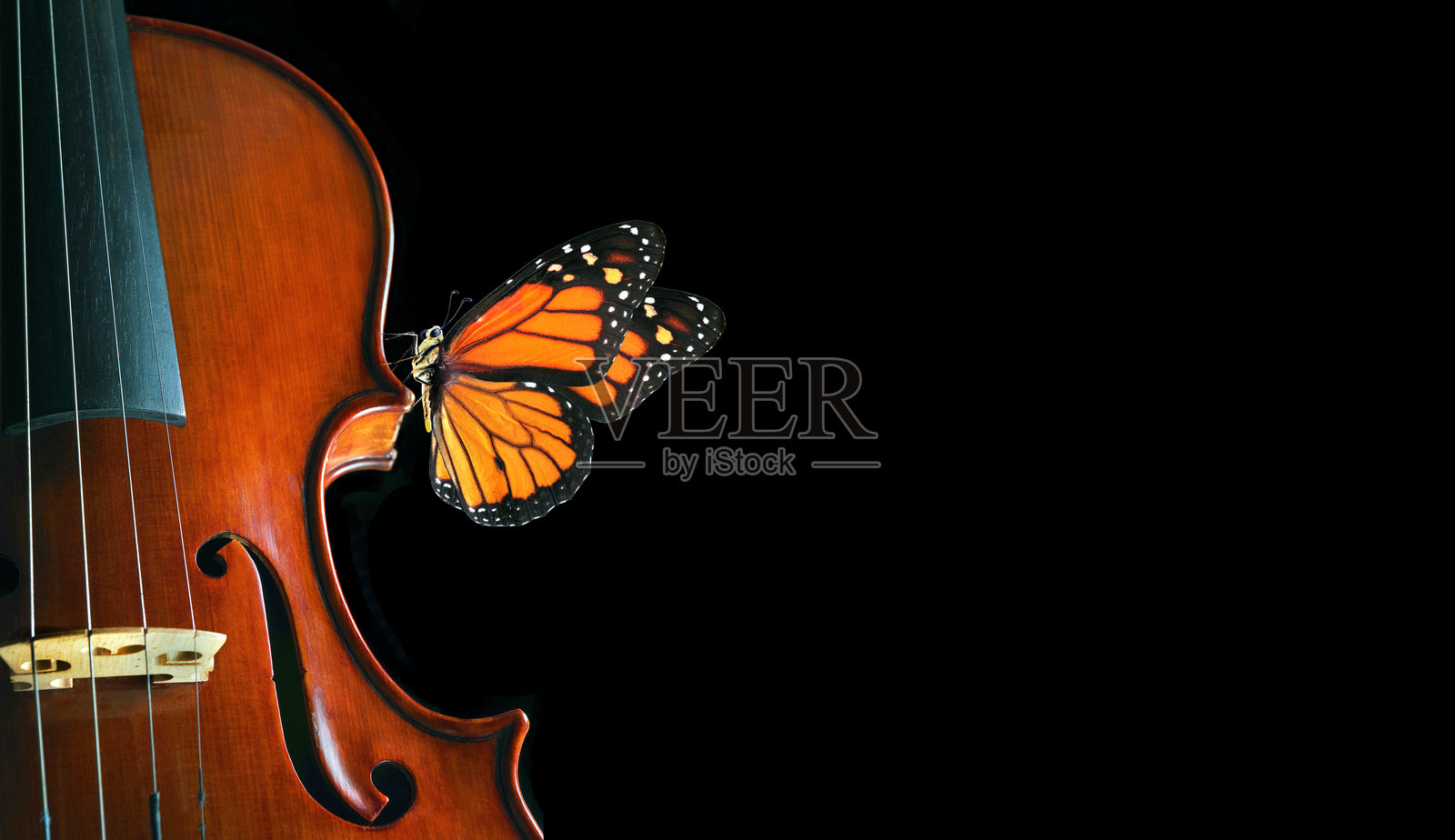 美丽的热带君主蝶与小提琴。音乐概念。留白空间。照片摄影图片
