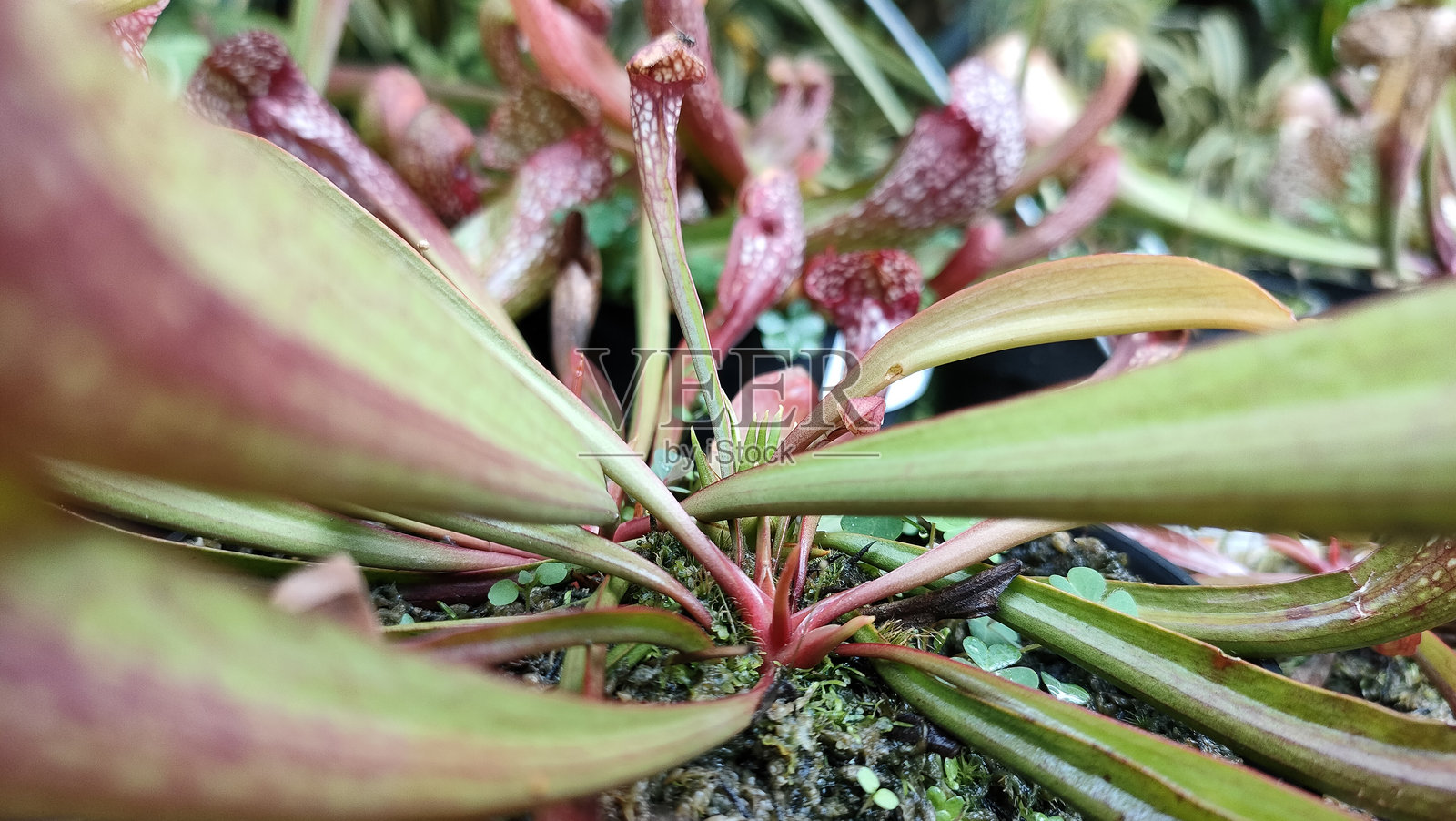 白花猪笼草植物照片摄影图片