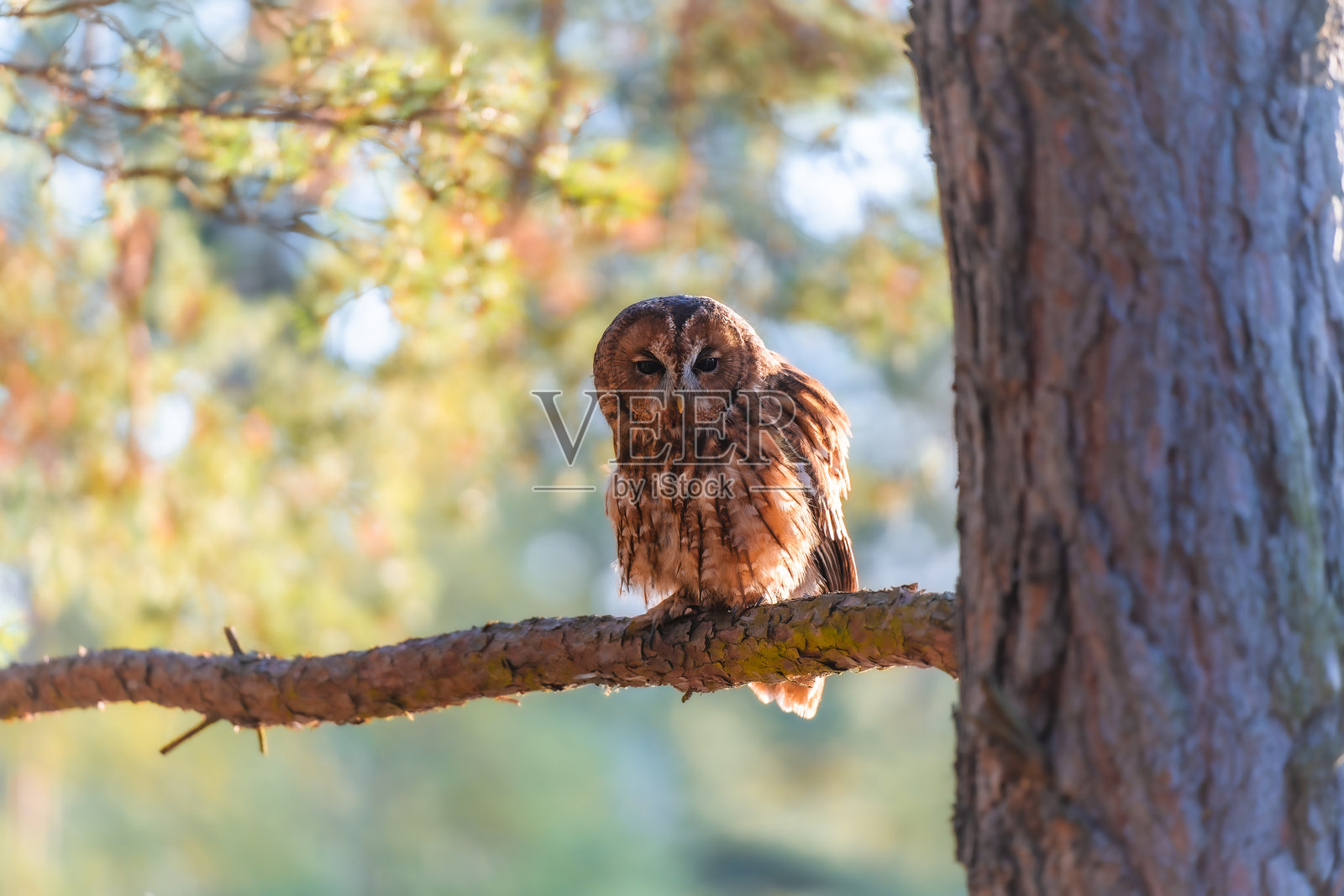 褐鸮（Strix aluco）栖息在森林中的树枝上照片摄影图片