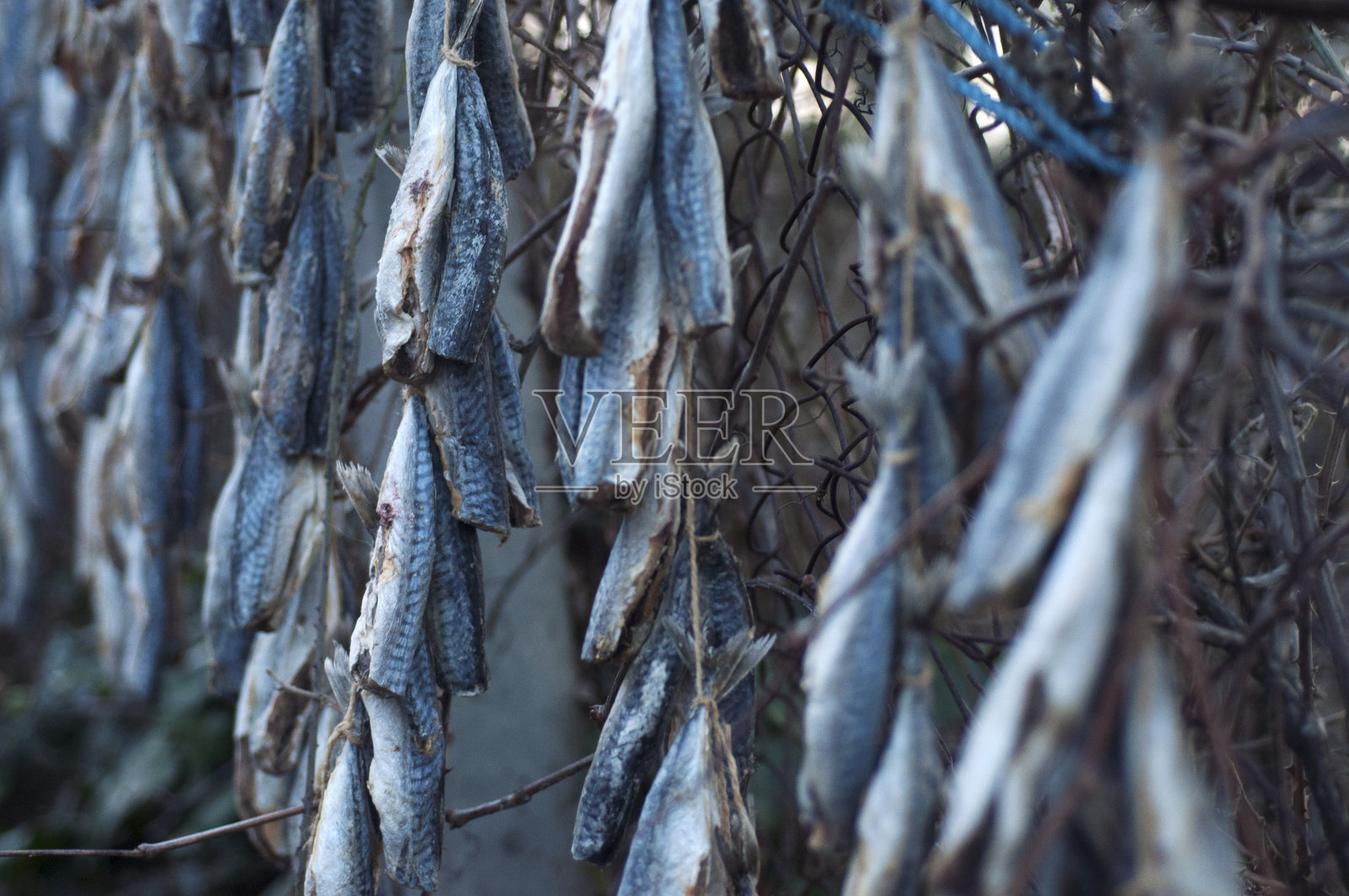 在伊斯坦布尔的基利约斯，排成行的干鲭鱼，也被称为çiroz。照片摄影图片