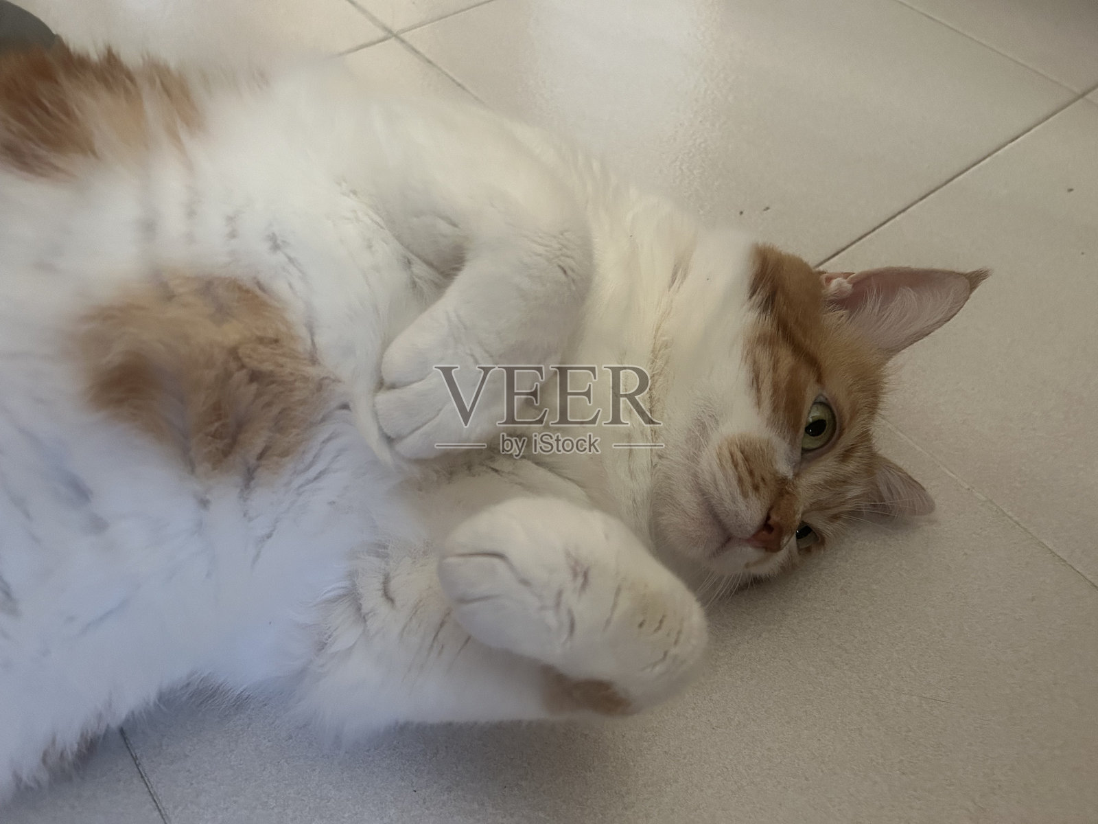 这是一只美丽的猫。照片摄影图片