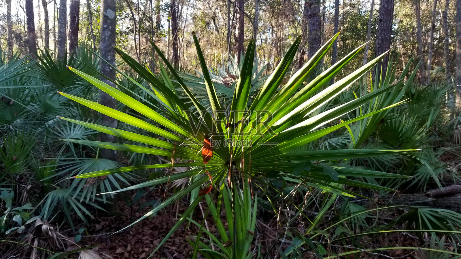 尖刺棕榈树照片摄影图片
