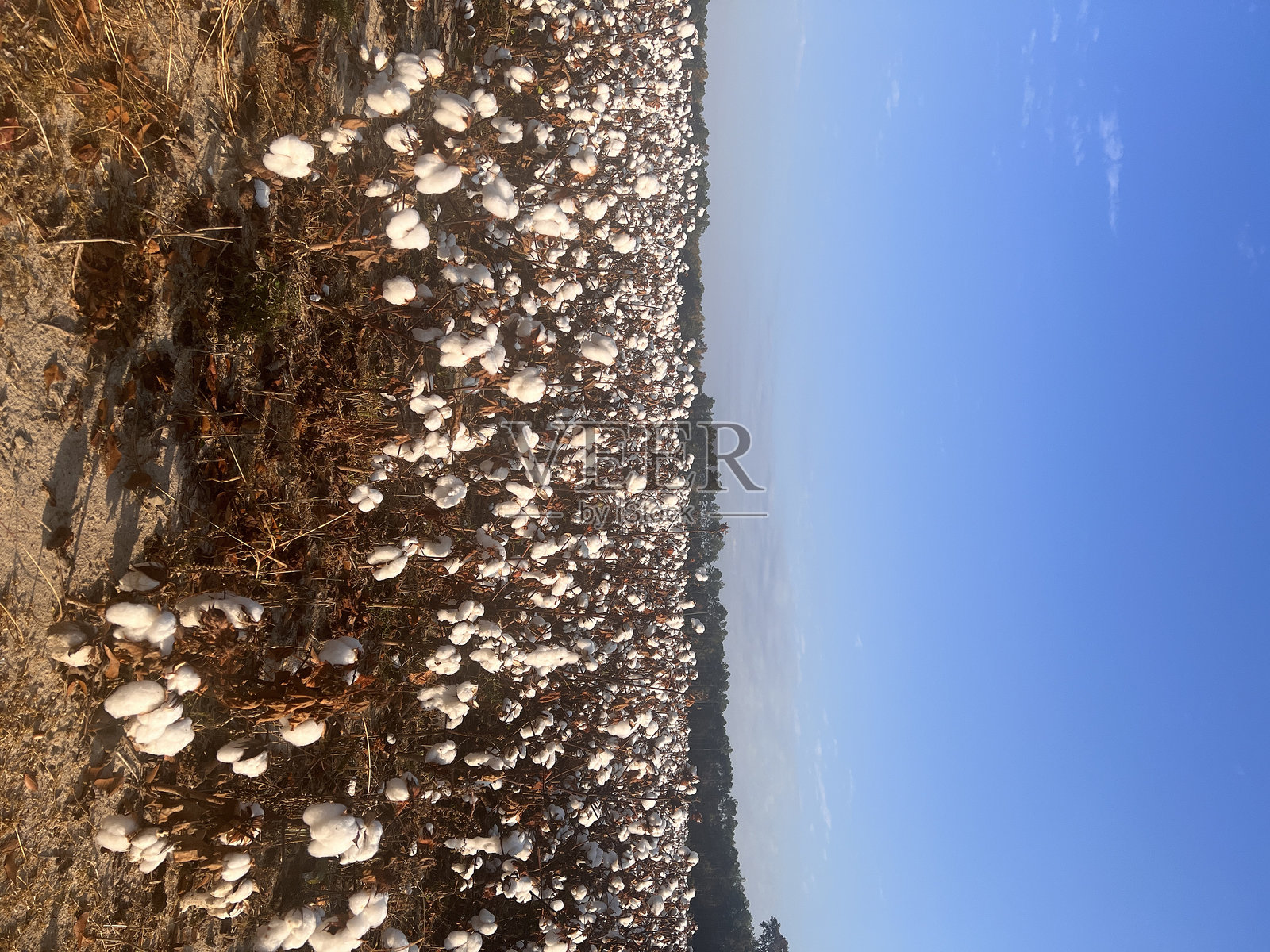 棉花田照片摄影图片