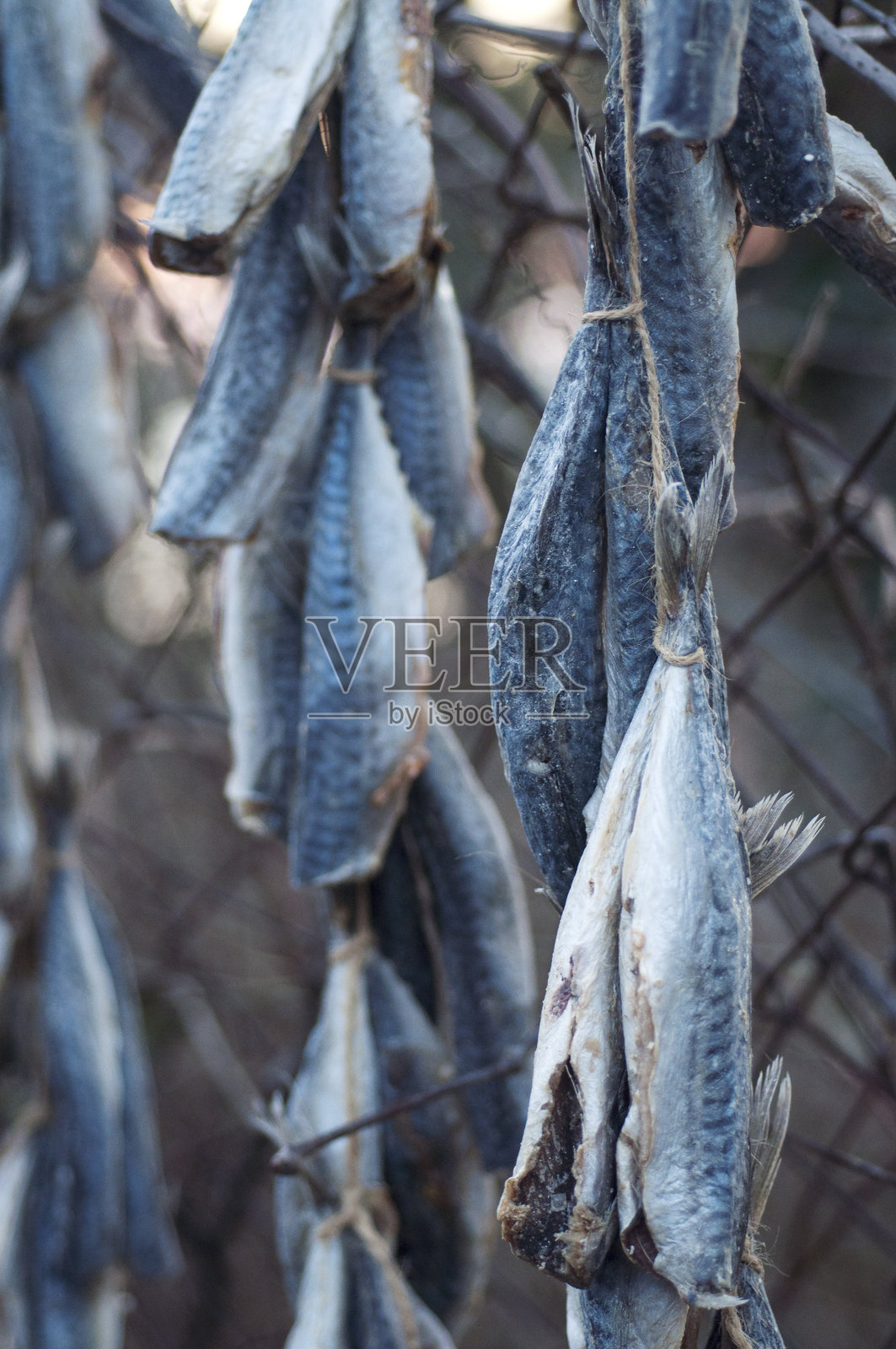 在伊斯坦布尔的基利约斯，排成行的干鲭鱼，也被称为çiroz。照片摄影图片
