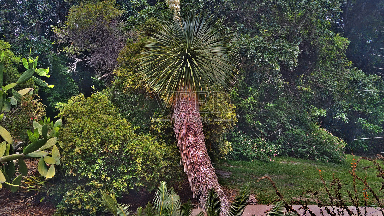 棕榈树棒棒糖照片摄影图片
