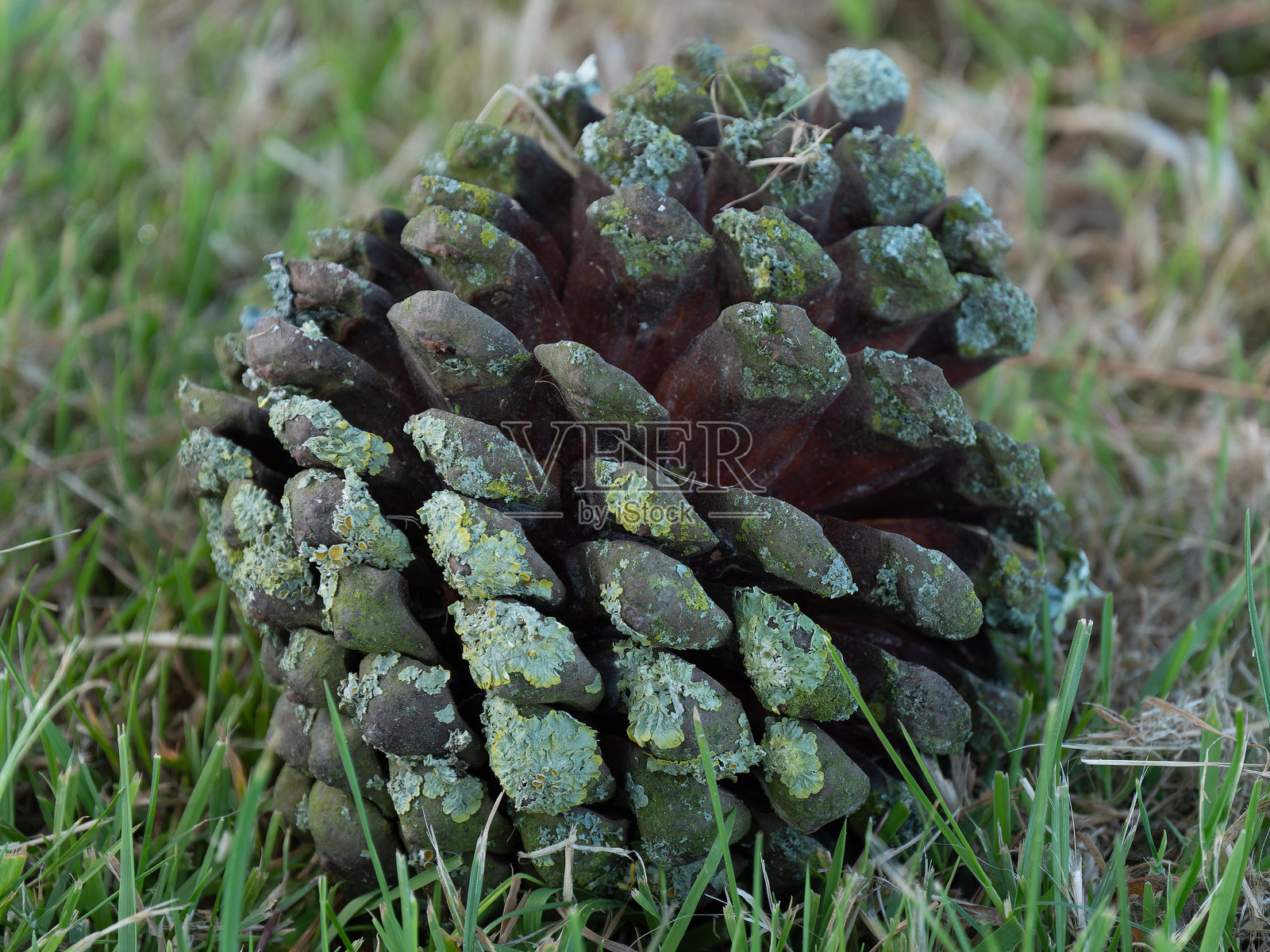 一个松果躺在绿色的草地上，特写镜头。松果的微距照片。绿色和棕色的松果在绿色的草地上。照片摄影图片